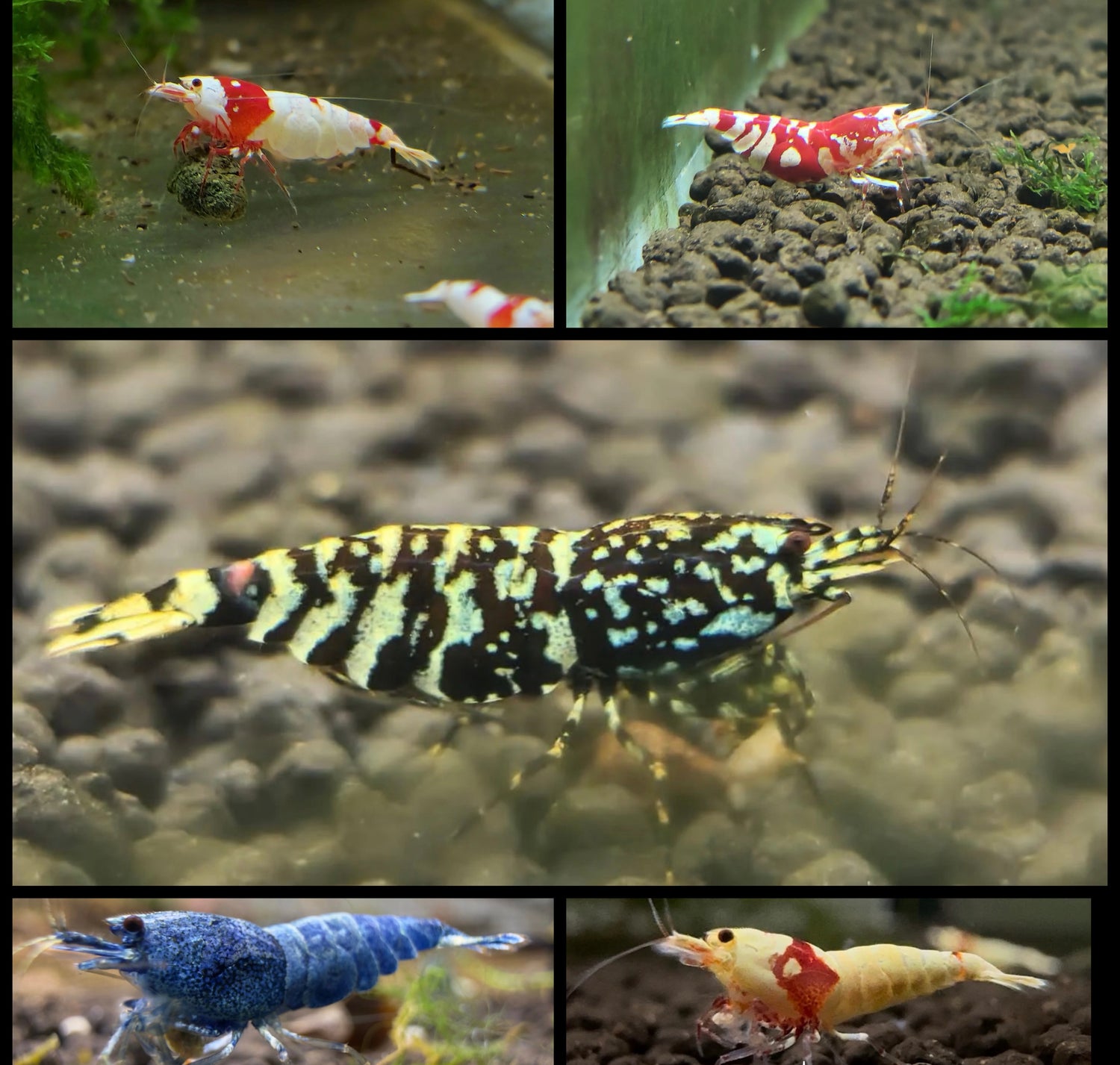 Shrimp Collection - Browse Now