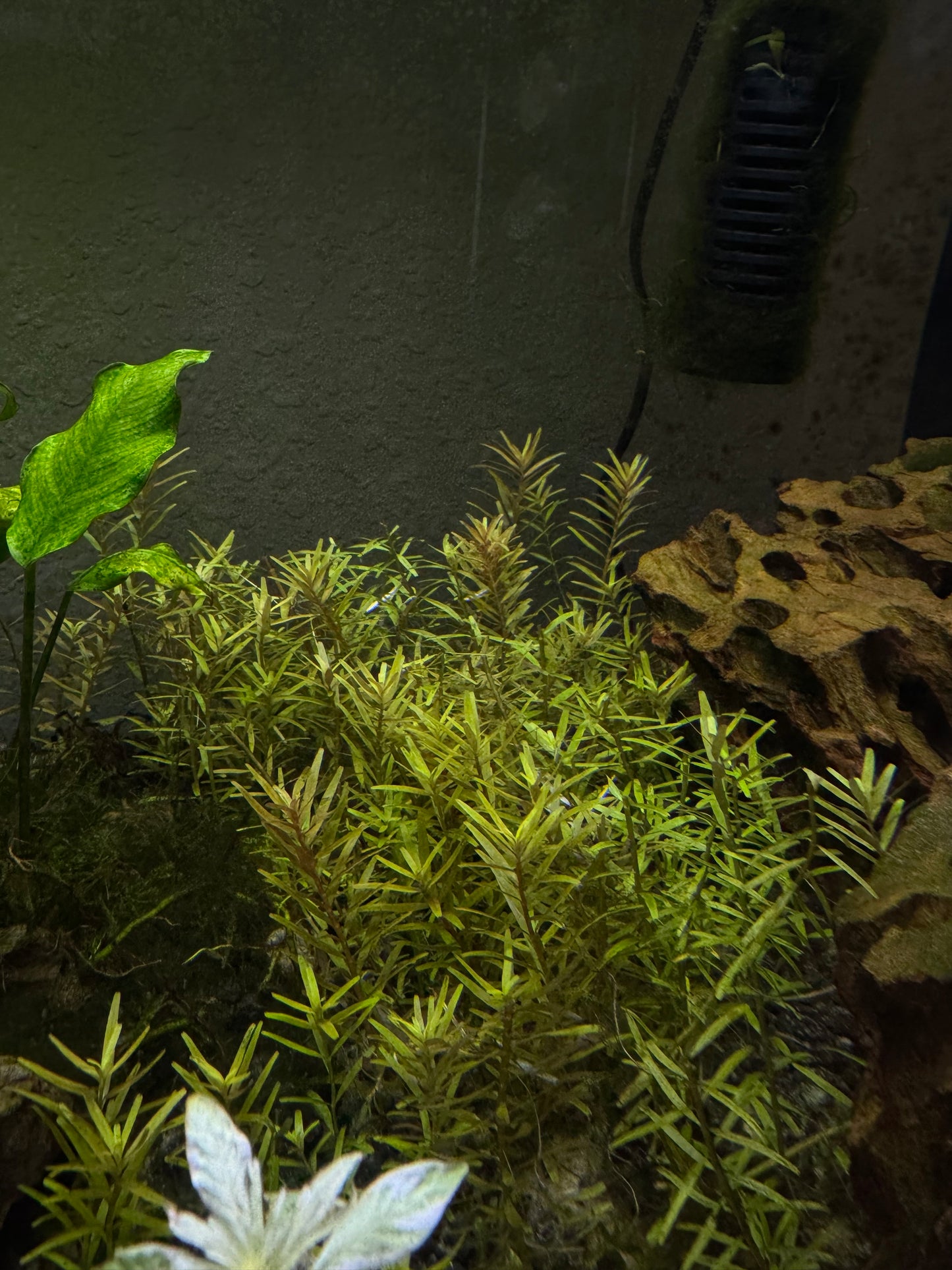 Rotala Narrow Leaf Red