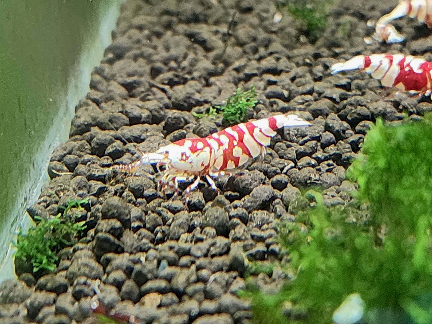 Red Fancy Tiger Shrimp – Bold Patterns, Premium Lineage, High Grade
