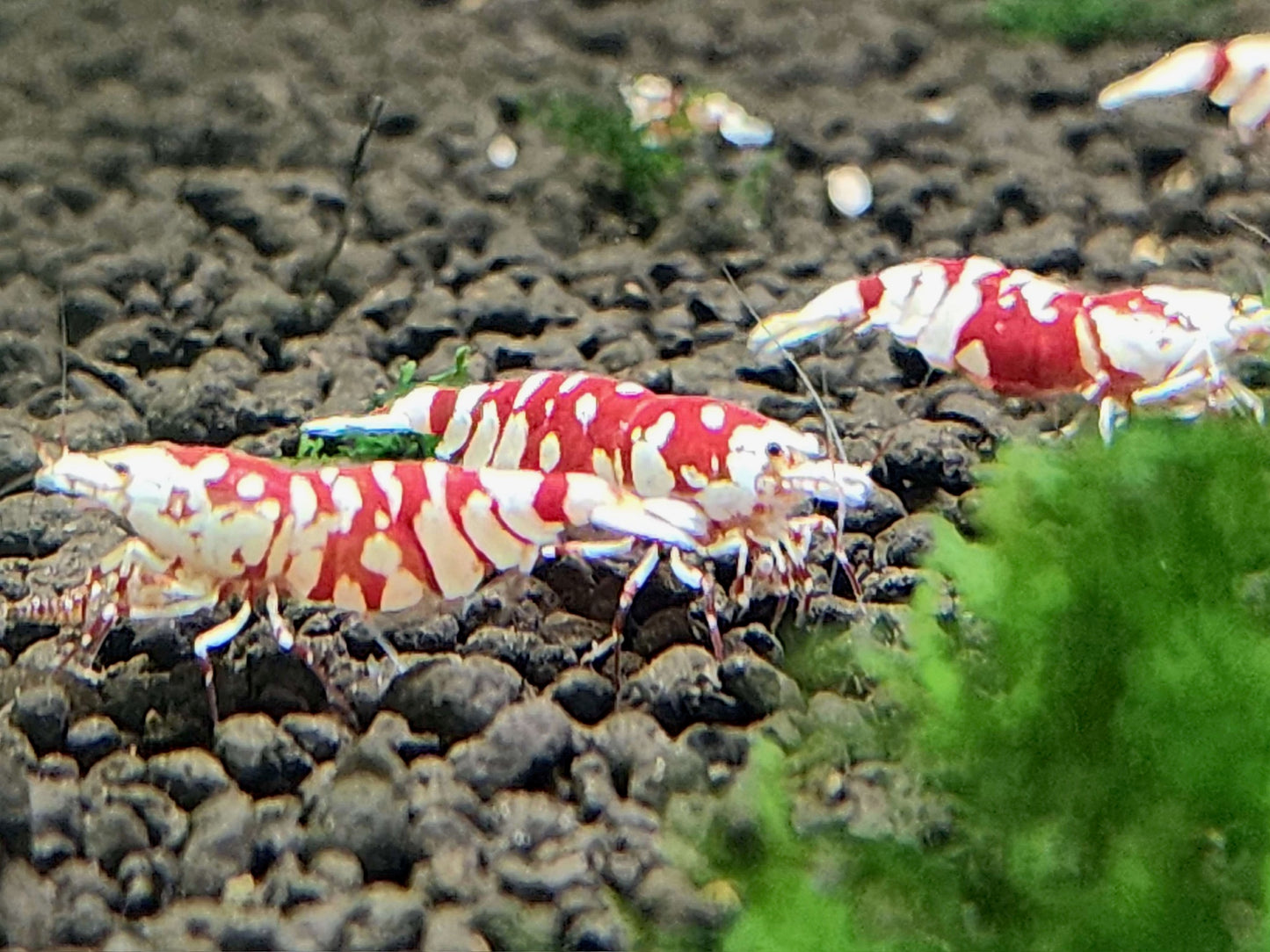 Red Fancy Tiger Shrimp – Bold Patterns, Premium Lineage, High Grade
