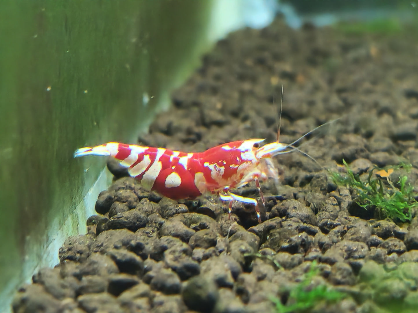 Red Fancy Tiger Shrimp – Bold Patterns, Premium Lineage, High Grade