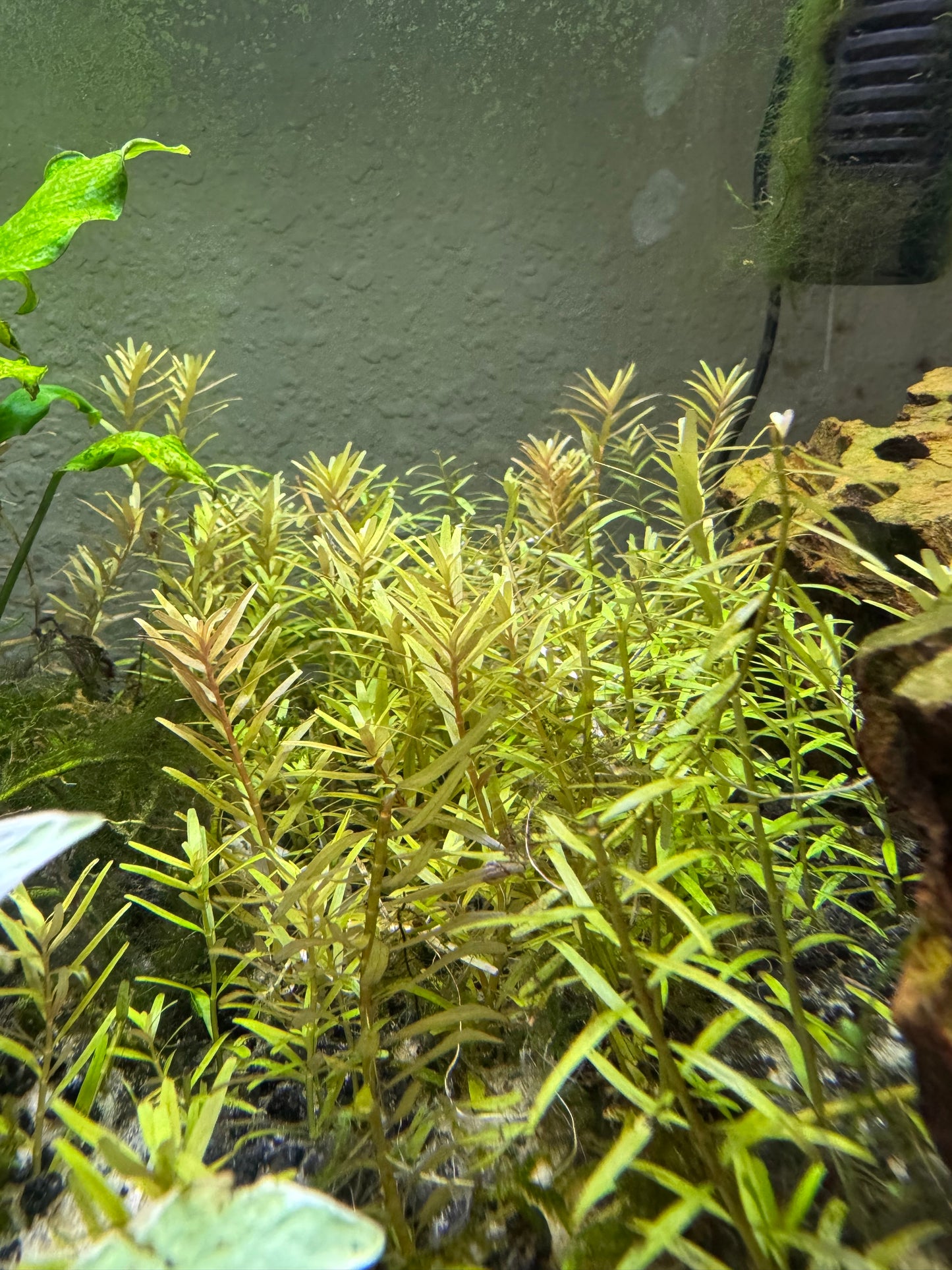 Rotala Narrow Leaf Red