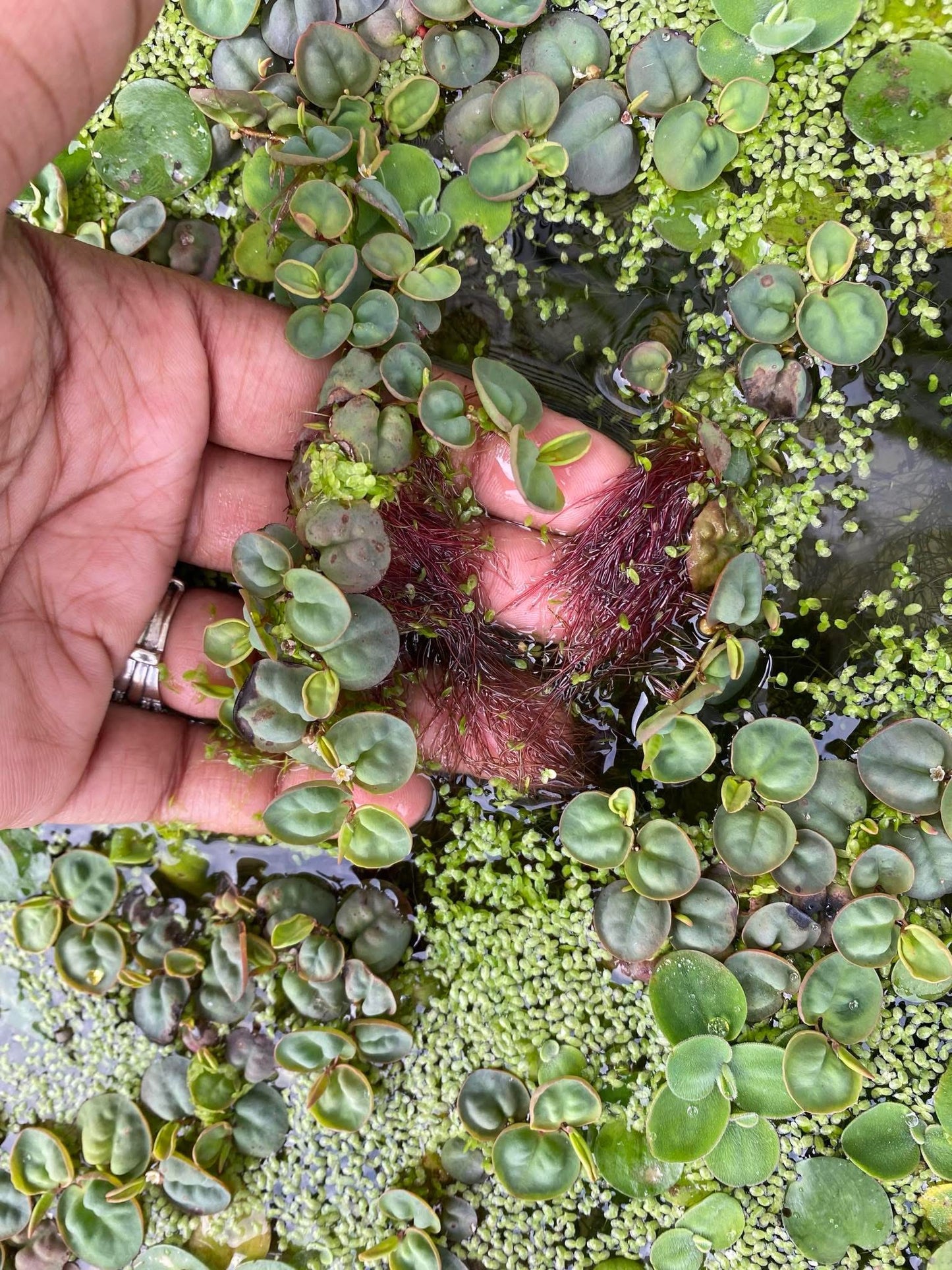 Red Root Floating Plant (2oz)