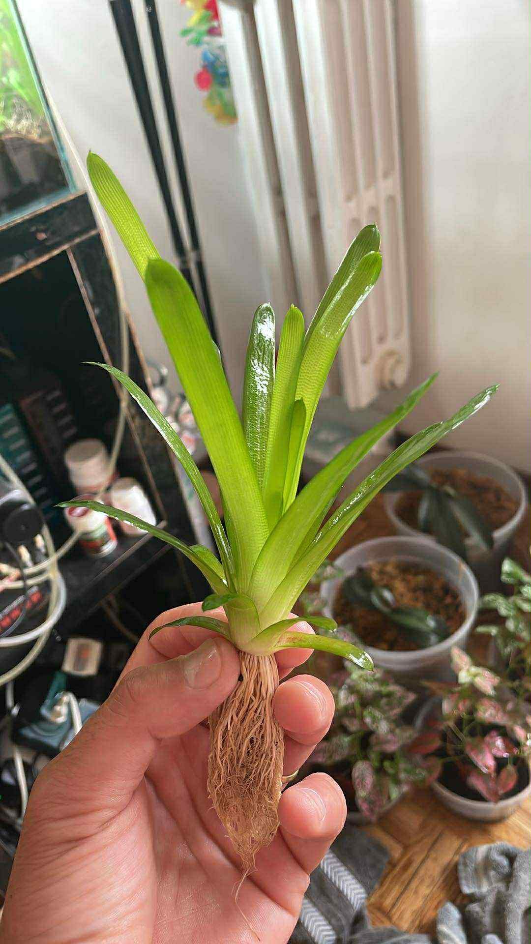 🌱 Eriocaulon Cuspidatum – RARE Aquatic Plant 🌱