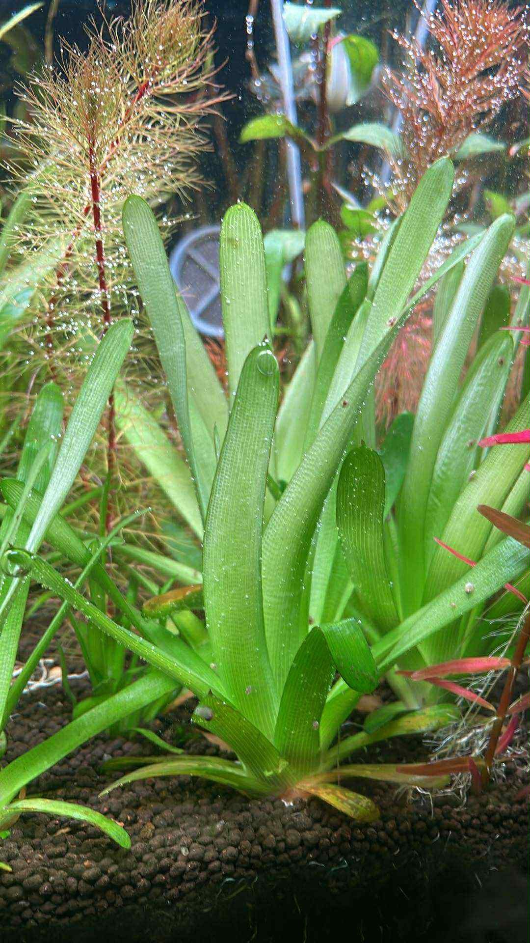 🌱 Eriocaulon Cuspidatum – RARE Aquatic Plant 🌱