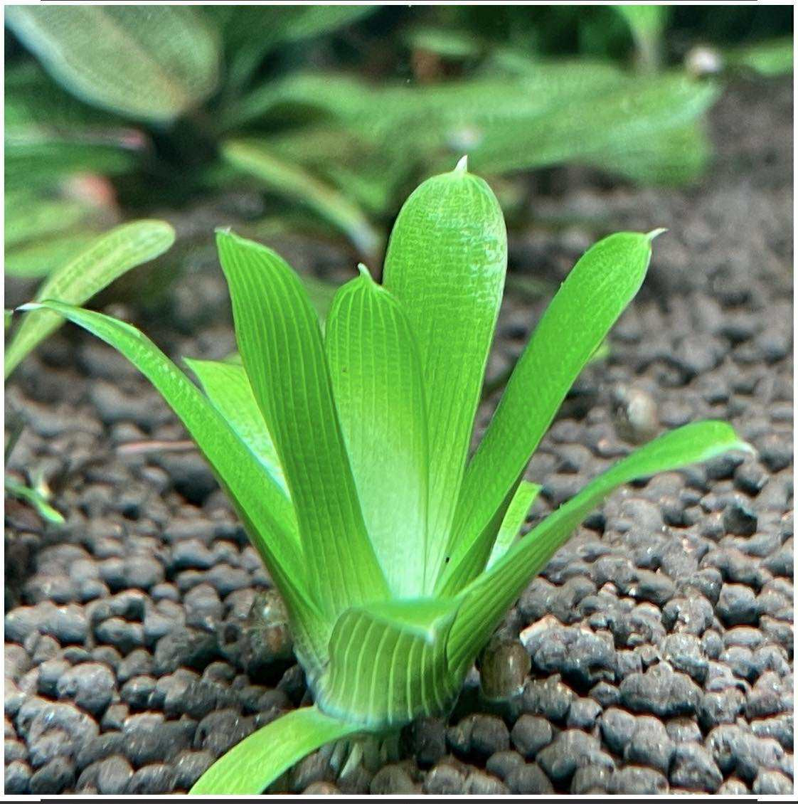 🌱 Eriocaulon Cuspidatum – RARE Aquatic Plant 🌱