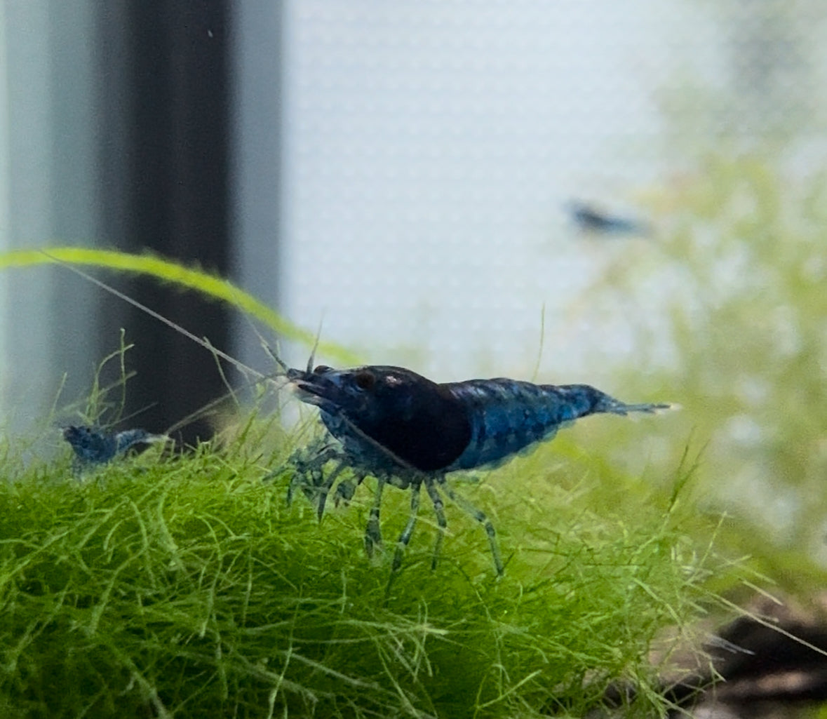 Blue Dream Shrimp Breeder Pack 5+1 (6 Total Shrimp)