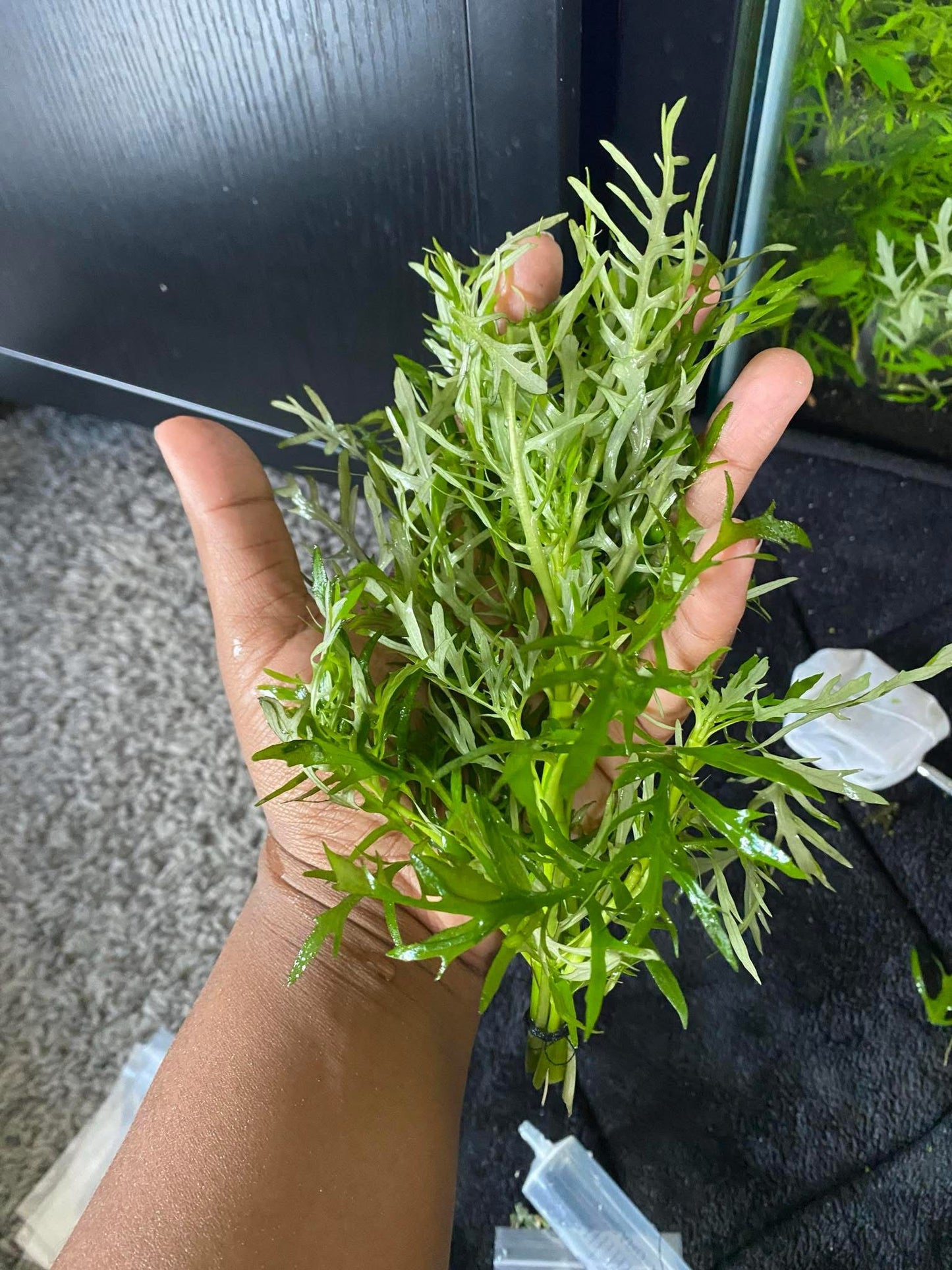 Water Wisteria – Fast-Growing Freshwater Aquarium Plant (3 Stems)