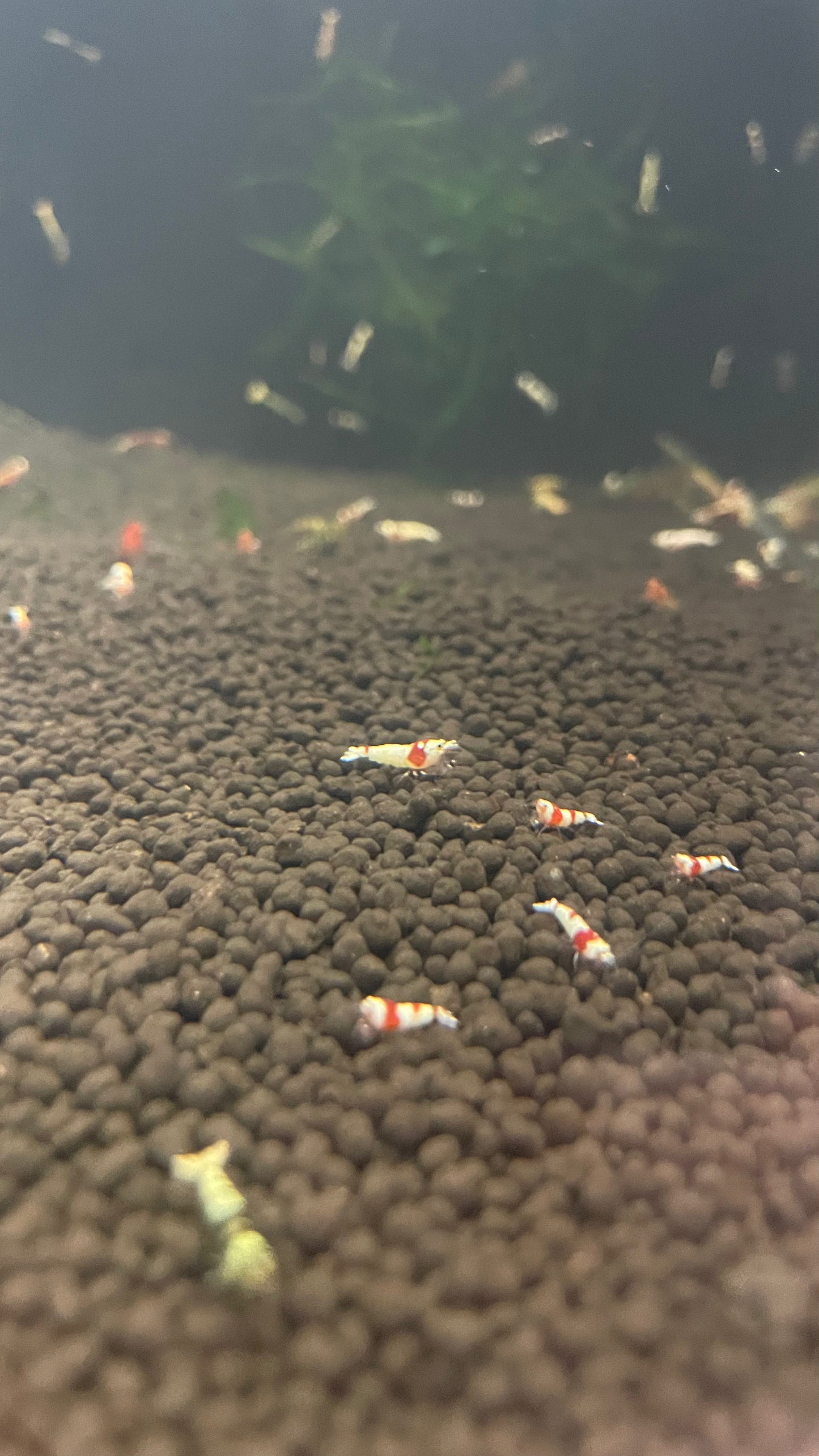 Pure Red Line Shrimp – (5+1 bundle)