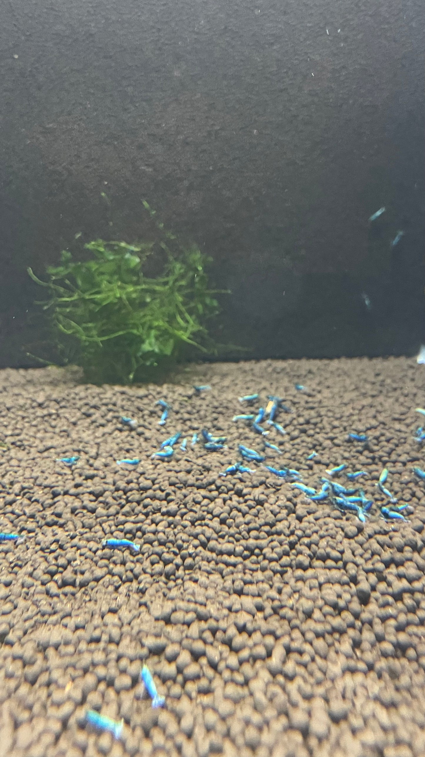 Blue Bolt Shrimp – 5+1 Pack (Caridina cantonensis)