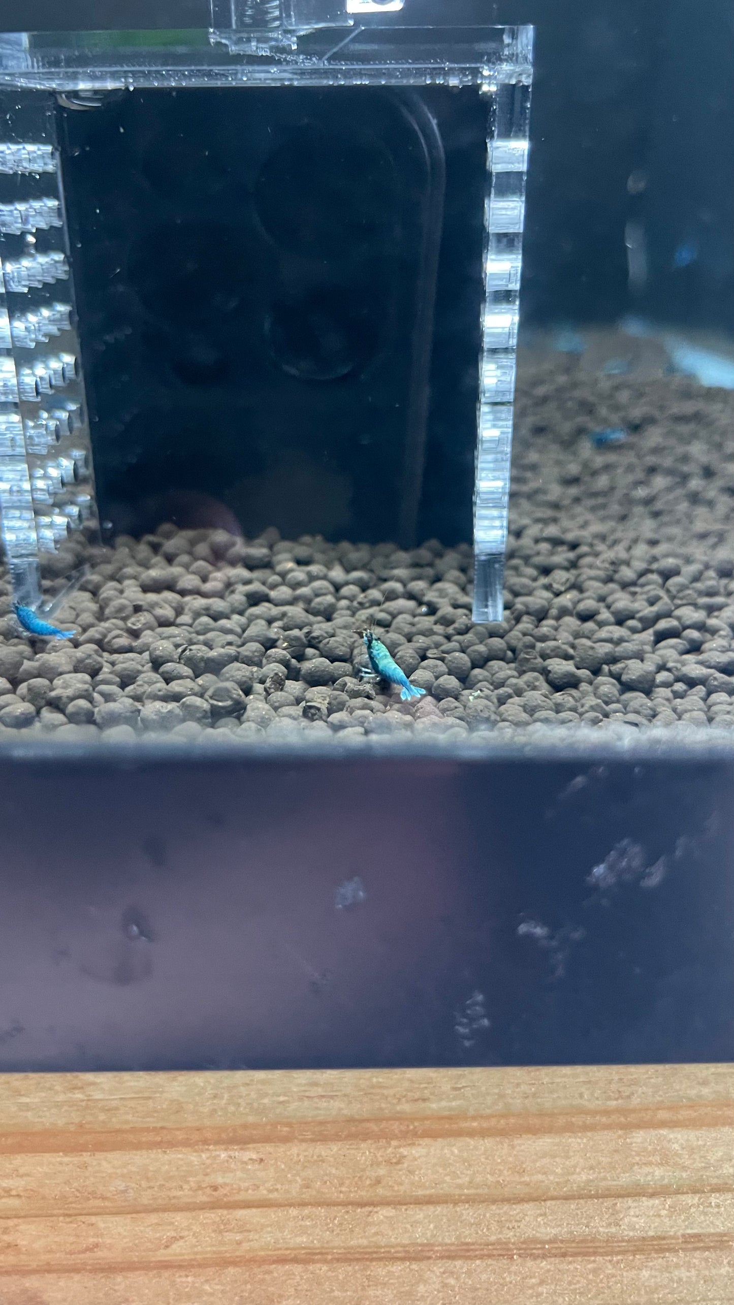 Blue Bolt Shrimp – 5+1 Pack (Caridina cantonensis)