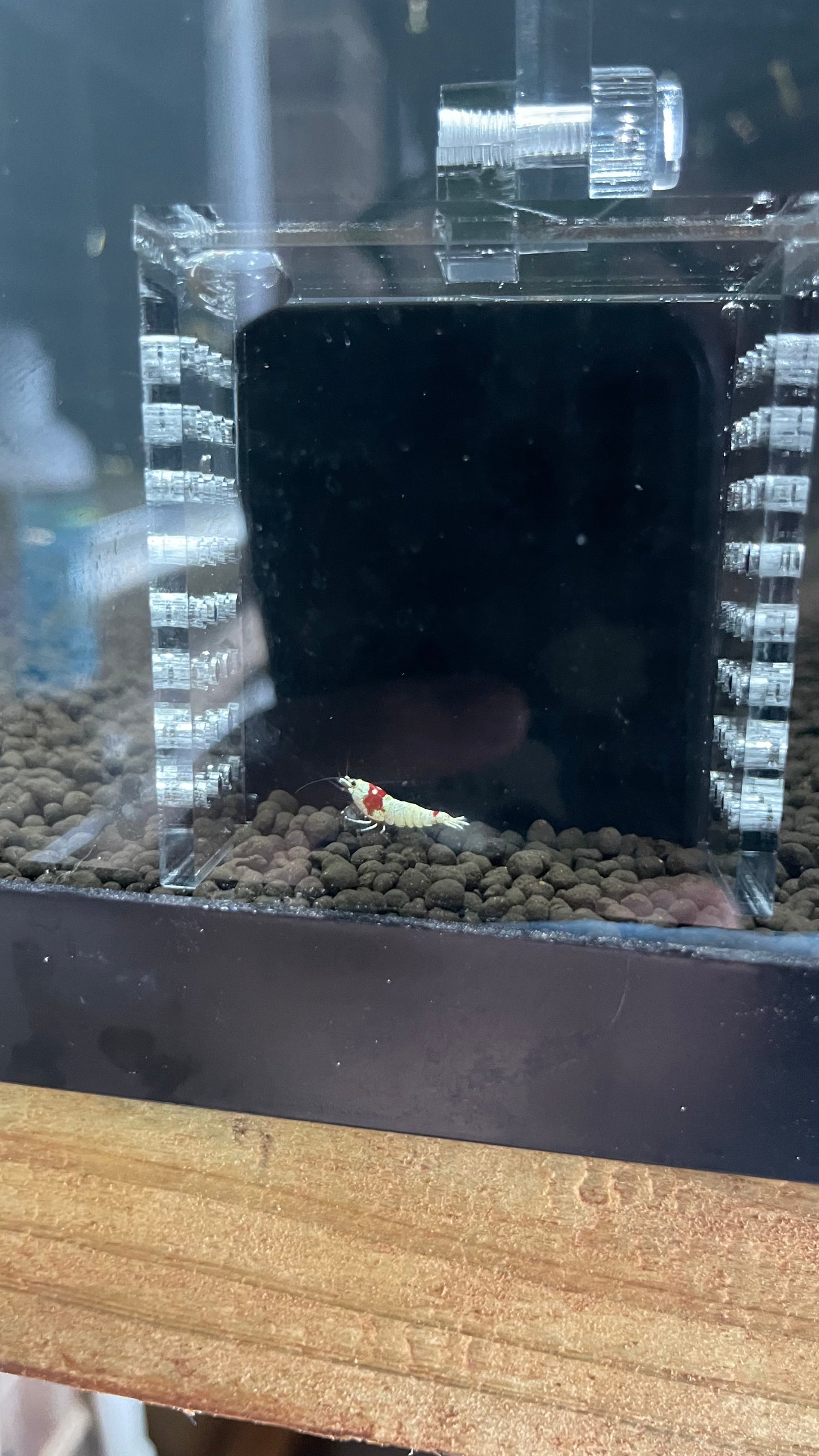 Pure Red Line Shrimp – (5+1 bundle)