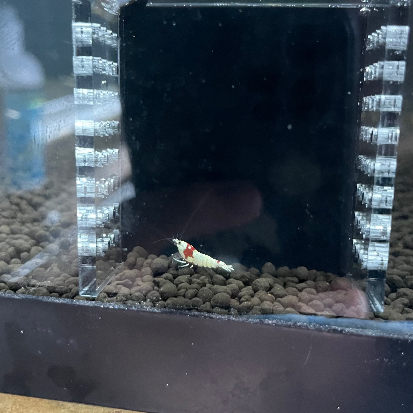 Pure Red Line Shrimp – (5+1 bundle)