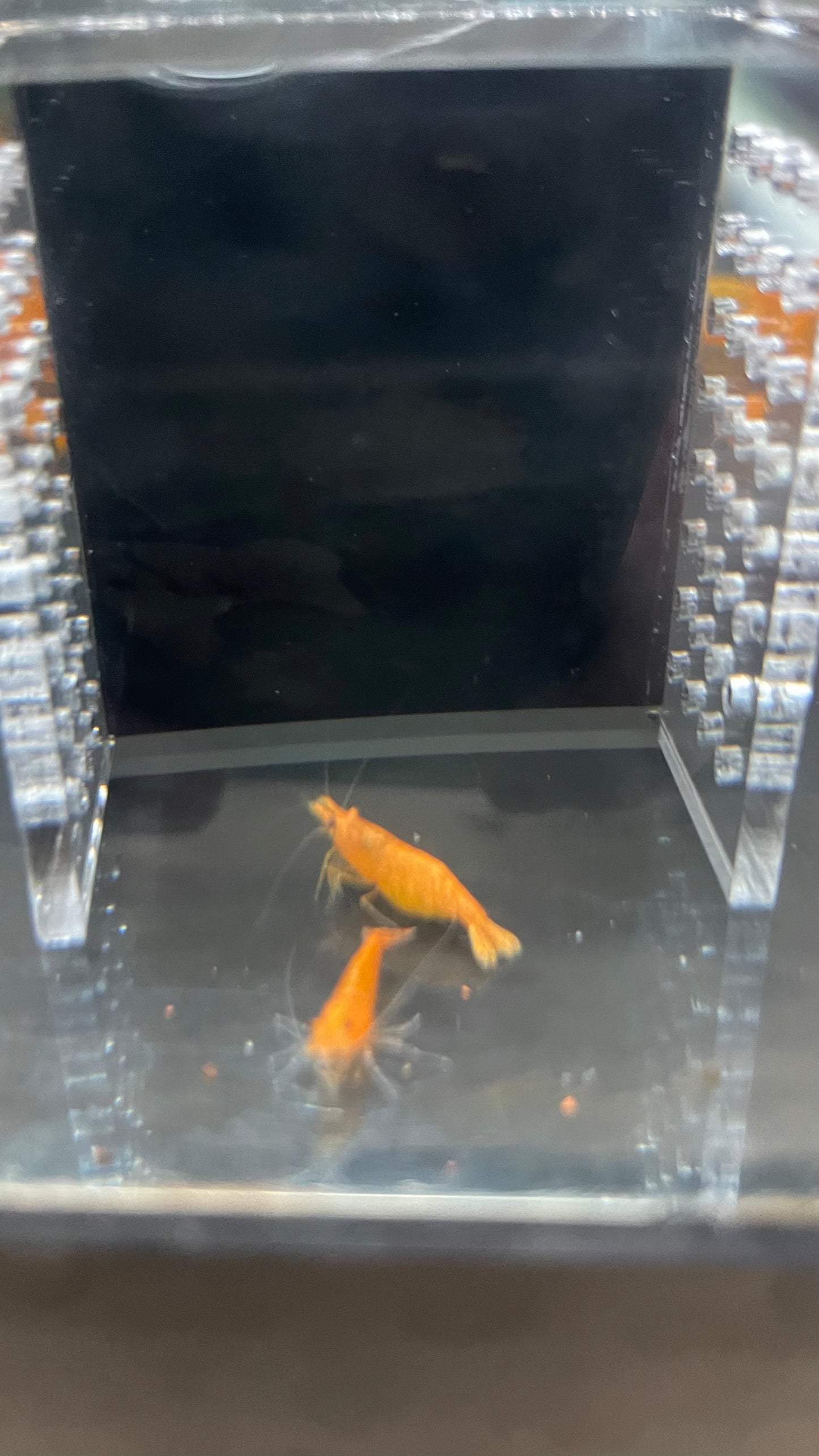 Orange Neocaridina Shrimp – 5+1 Pack (Neocaridina davidi var. “Orange”)