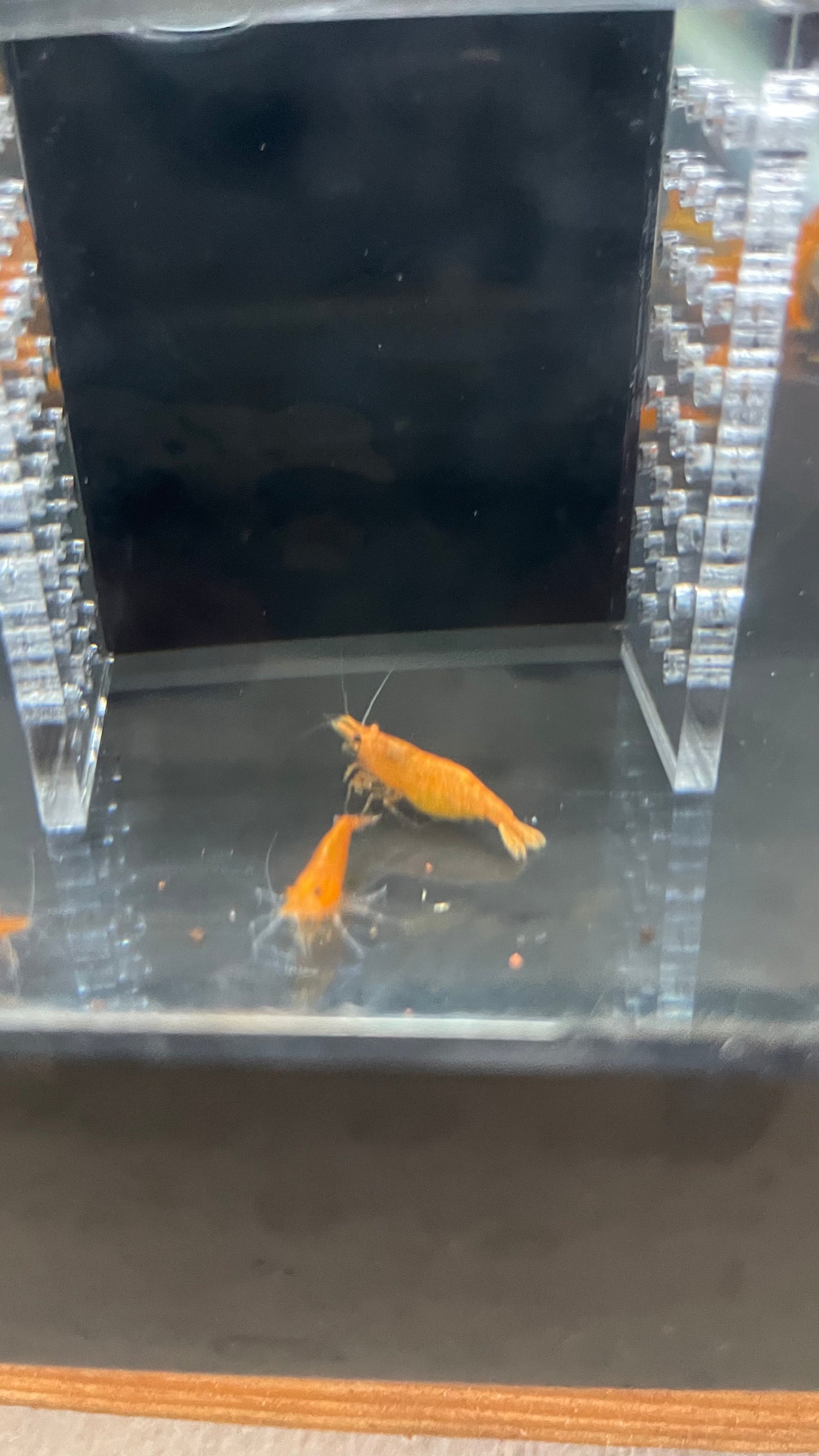Orange Neocaridina Shrimp – 5+1 Pack (Neocaridina davidi var. “Orange”)