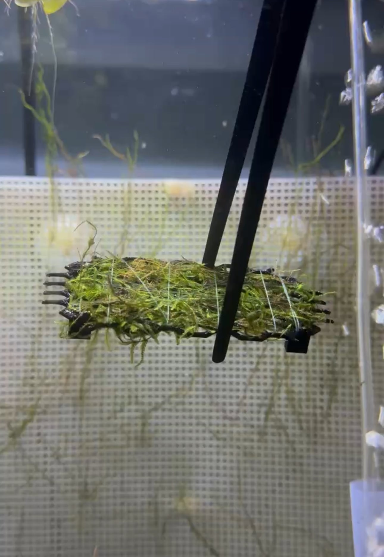 Aquarium Moss Table - Stylish and Functional