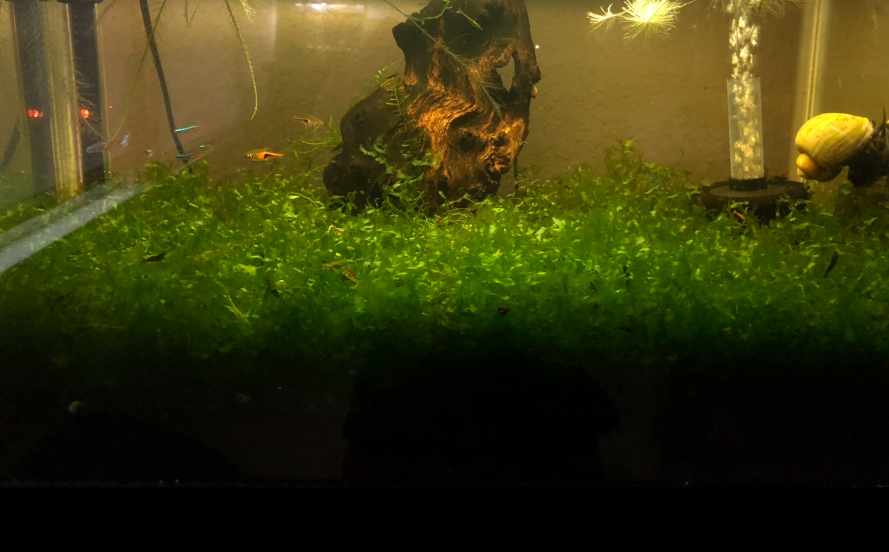 Subwassertang Moss (Tennis Ball Size Clump)