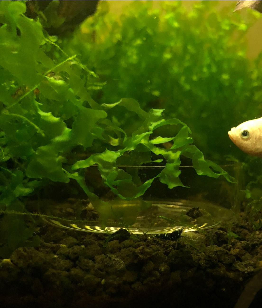 Subwassertang Moss (Tennis Ball Size Clump)