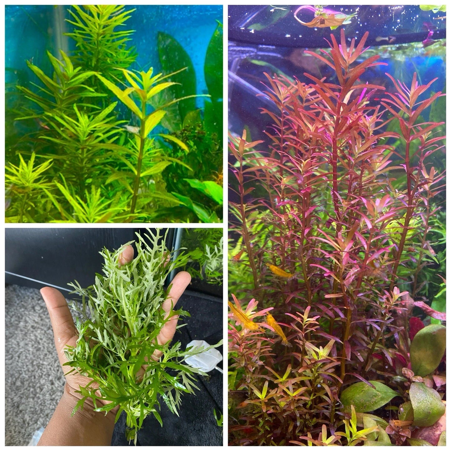 Beginner Aquarium Plant Trio – Limnophila Aromatica, Water Wisteria & Rotala Magenta