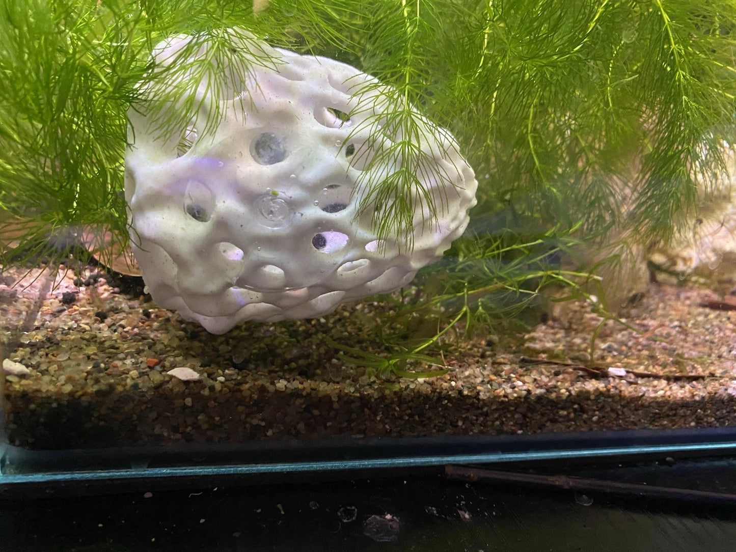 White Shrimp Dome Hideaway- Betta/Small Fish Tunnel Cave With Suction Cup!