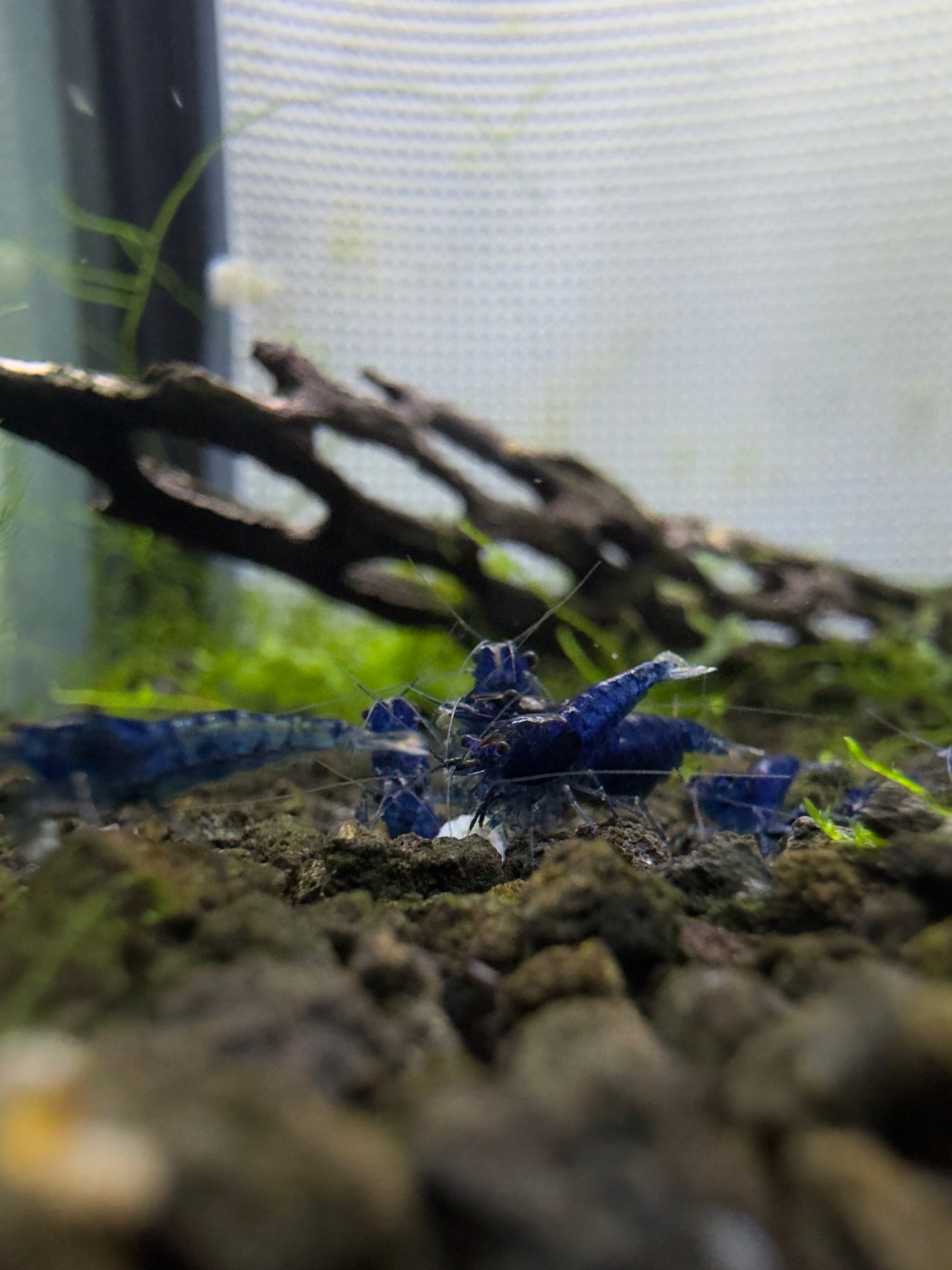 Blue Dream Shrimp Breeder Pack 5+1 (6 Total Shrimp)