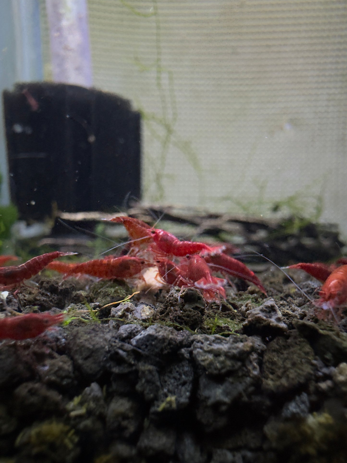 Bloody Mary Cherry Shrimp Breeder Pack 5+1 (6 Total Shrimp)