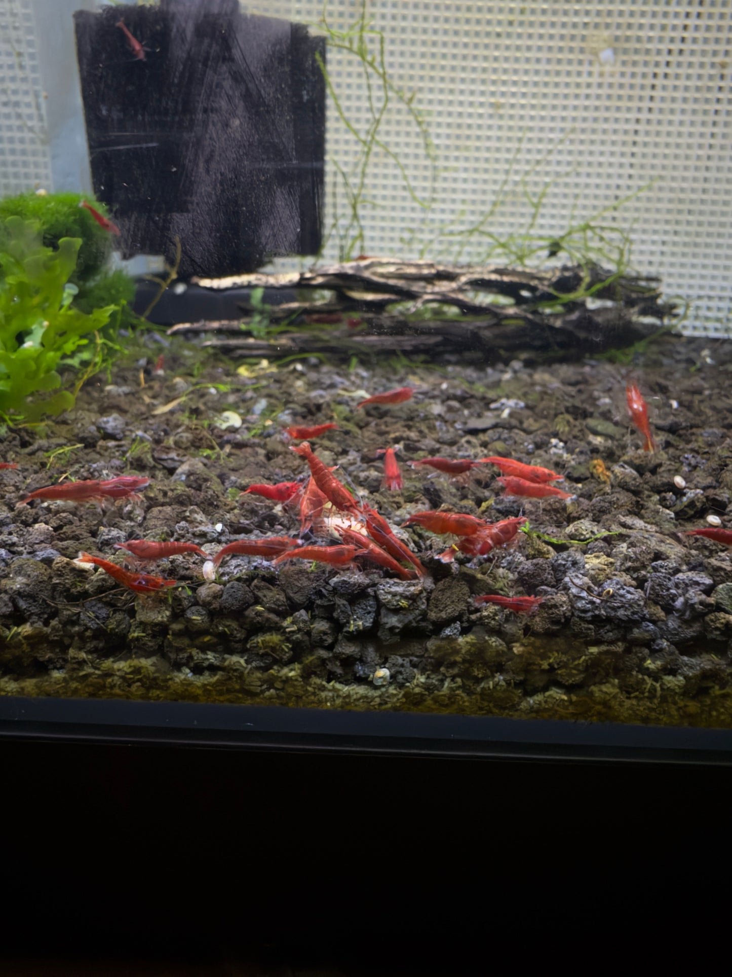 Bloody Mary Cherry Shrimp Breeder Pack 5+1 (6 Total Shrimp)