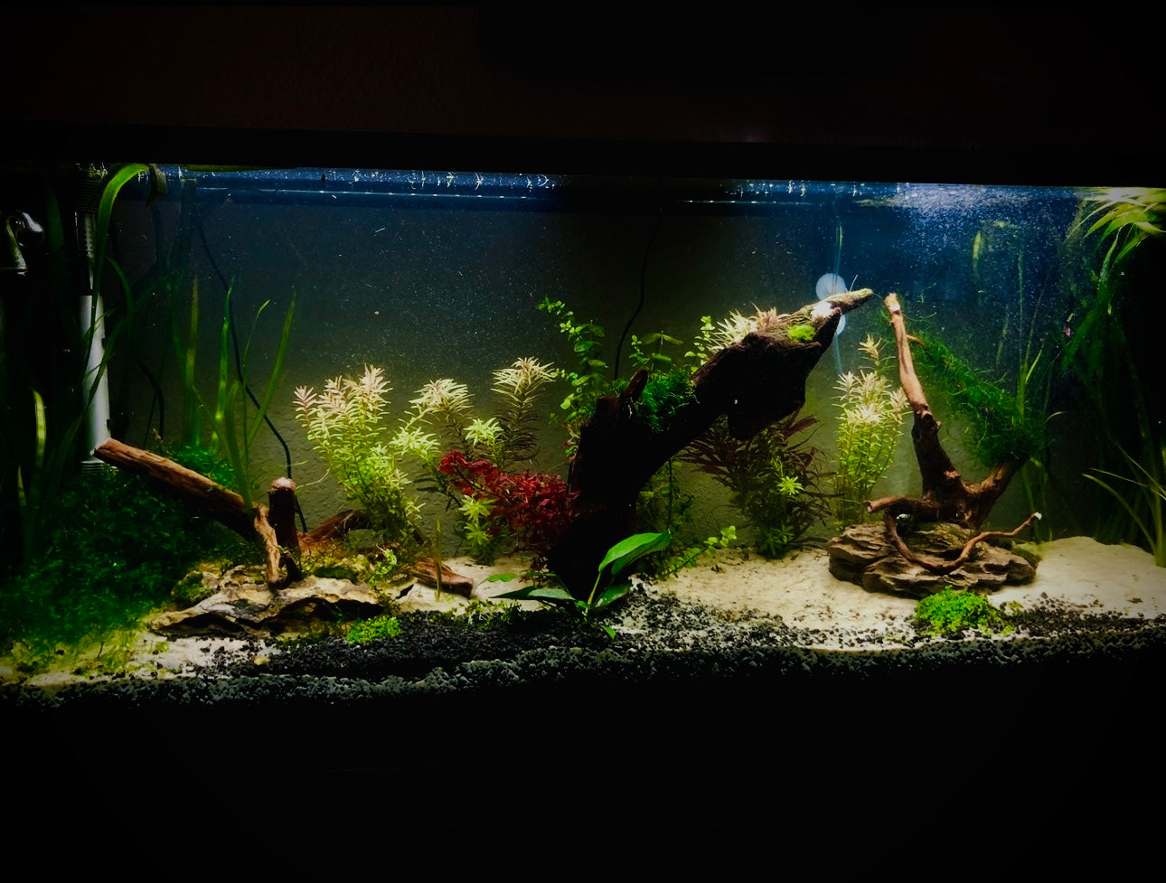 Plant Collection