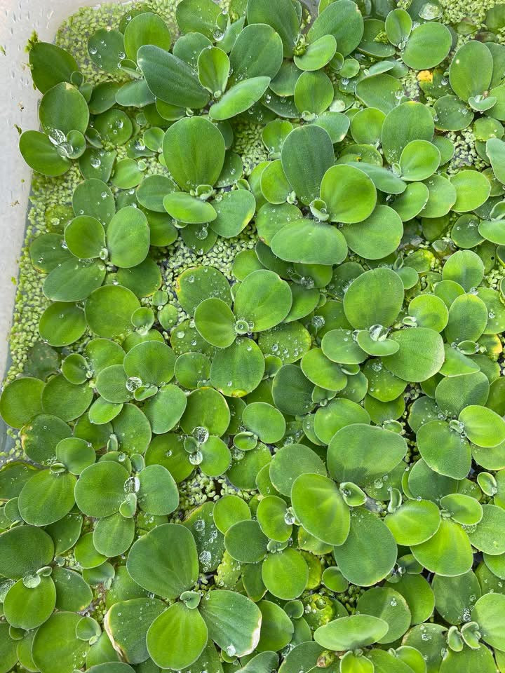 Dwarf Water Lettuce Aquarium Floating Plant (handful)