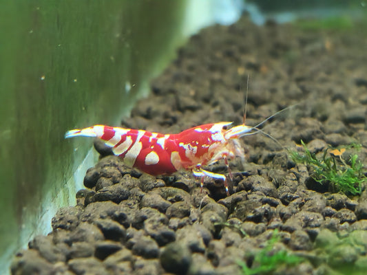 Red Fancy Tiger Shrimp – Bold Patterns, Premium Lineage, High Grade