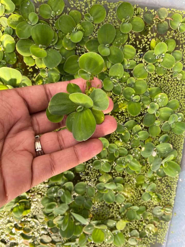 Dwarf Water Lettuce Aquarium Floating Plant (handful)