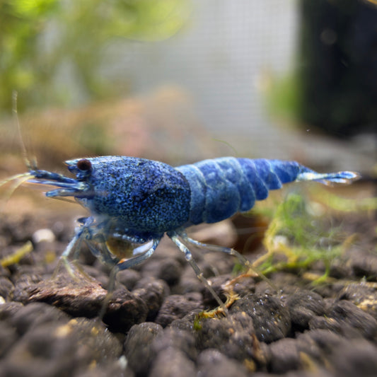 Extreme Blue Bolt Shrimp SS-SSS+ Grade - Premium Quality