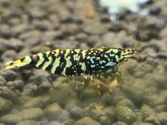 Black Snowfall Tiger Shrimp – Elegant Contrast, Rare Pattern, High Grade