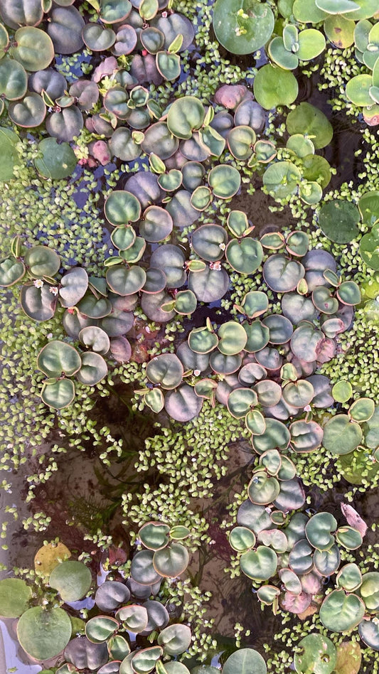 Red Root Floating Plant (2oz)