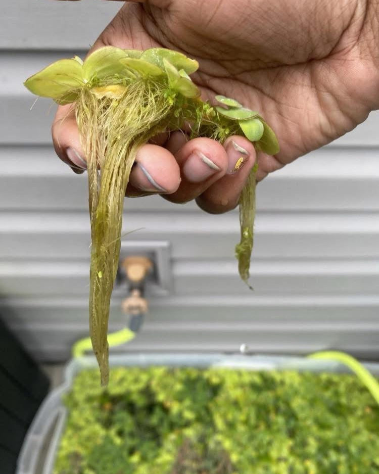 Dwarf Water Lettuce Aquarium Floating Plant (handful)