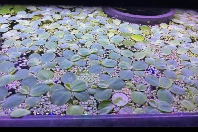 Dwarf Water Lettuce Aquarium Floating Plant (handful)