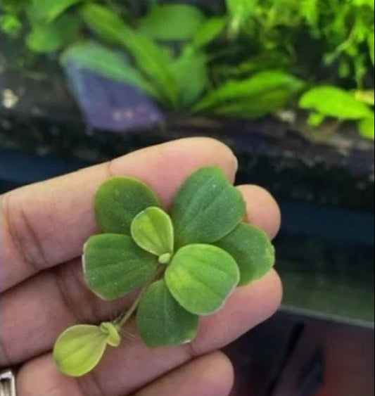 Dwarf Water Lettuce Aquarium Floating Plant (handful)