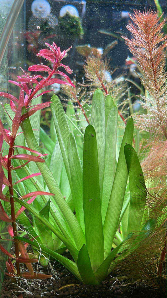 🌱 Eriocaulon Cuspidatum – RARE Aquatic Plant 🌱