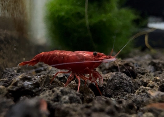 Bloody Mary Cherry Shrimp Breeder Pack 5+1 (6 Total Shrimp)
