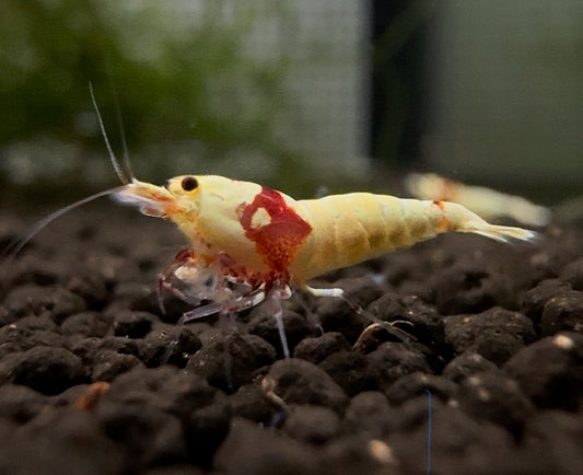 Crystal Red Shrimp SS-SSS+ - Premium Color