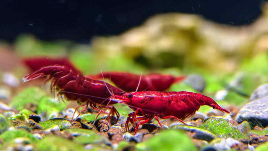 Dark Bloody Mary Neocaradina Shrimp (5+1)
