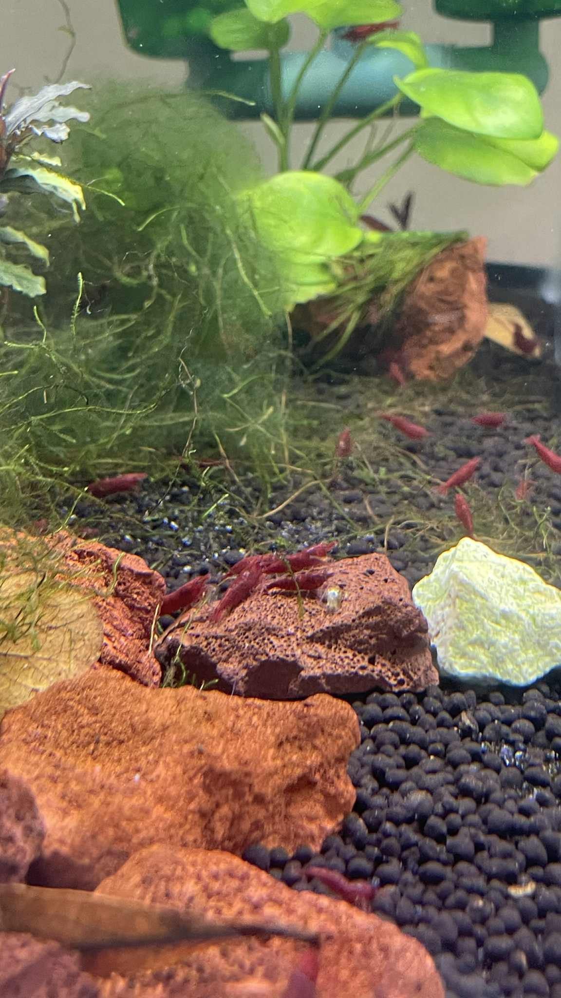 Dark Bloody Mary Neocaradina Shrimp (5+1)