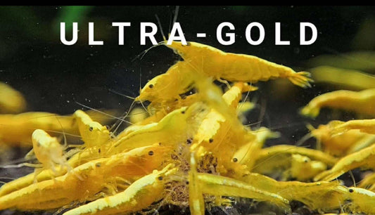 Ultra-Gold Neocaradina Shrimp Pack (5 Shrimp)