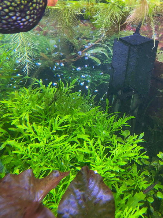 Water Wisteria – Fast-Growing Freshwater Aquarium Plant (3 Stems)
