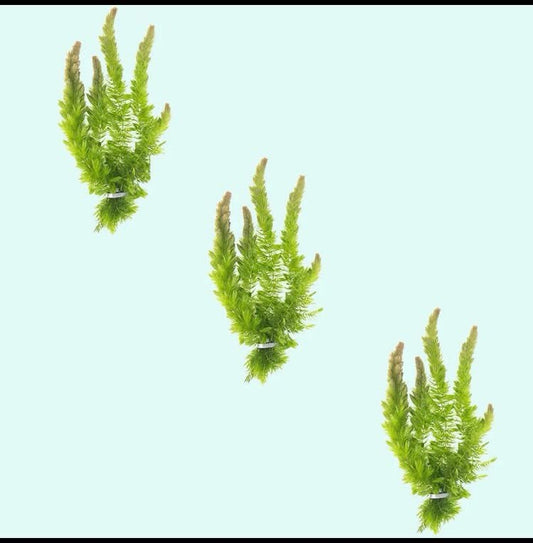 Hornwort – Hardy Floating or Stem Aquarium Plant (3 Stems)