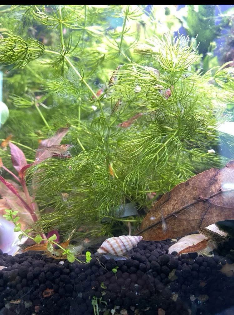 Hornwort – Hardy Floating or Stem Aquarium Plant (3 Stems)