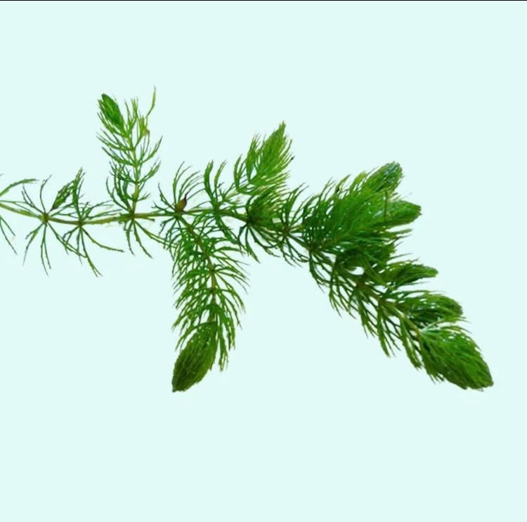 Hornwort – Hardy Floating or Stem Aquarium Plant (3 Stems)