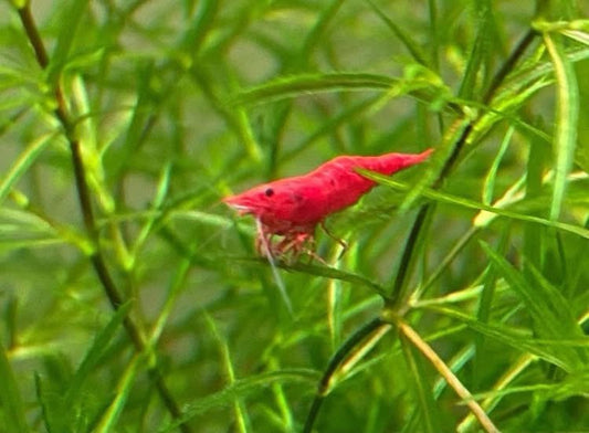 Guppy Grass – Versatile Floating or Rooting Aquarium Plant (2 oz Portion)