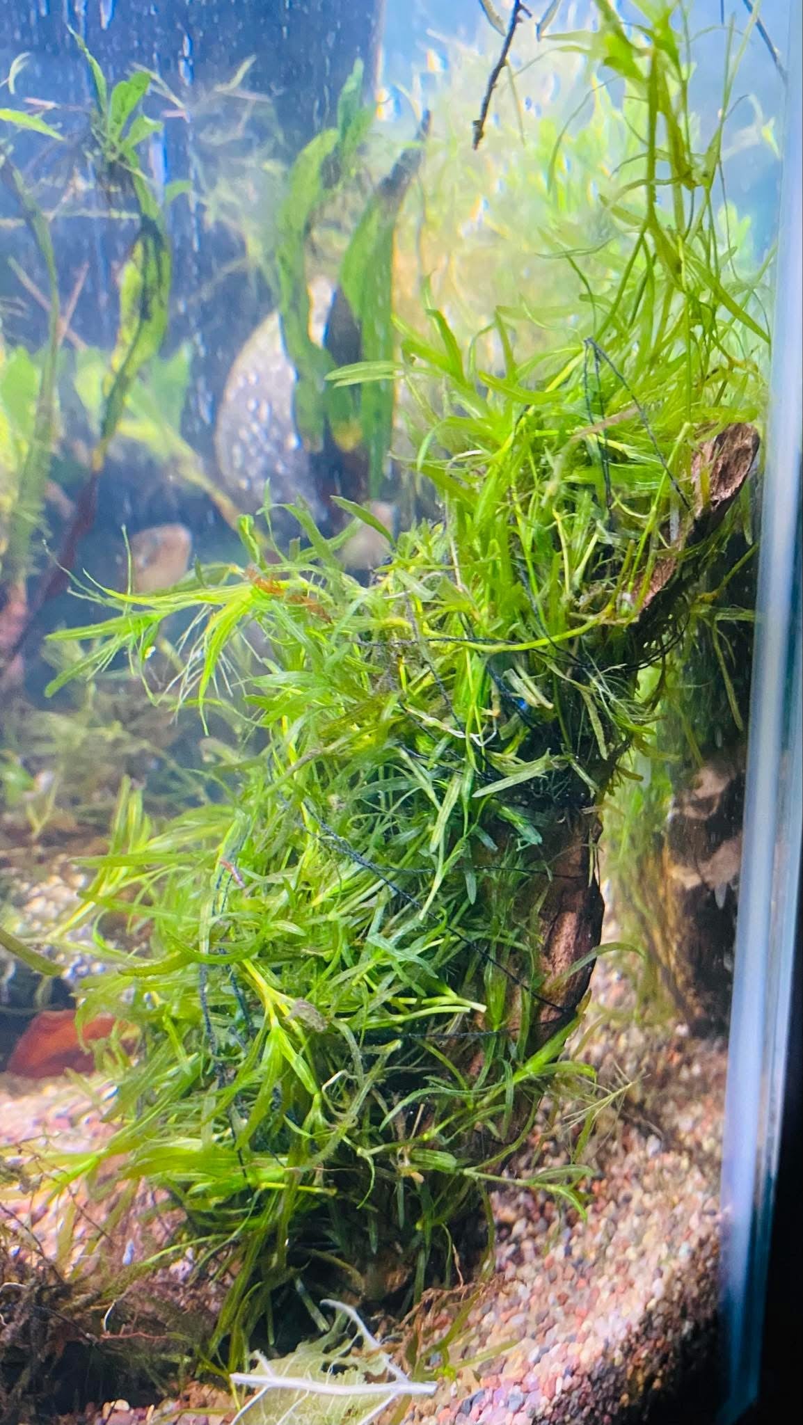 Guppy Grass – Versatile Floating or Rooting Aquarium Plant (2 oz Portion)