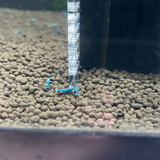 Blue Bolt Shrimp – 5+1 Pack (Caridina cantonensis)
